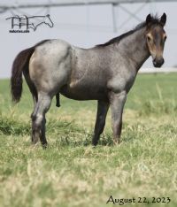 Salty Blue Rain MA's 2023 Roan Colt